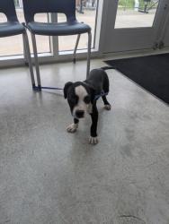Shelter Stray Female Dog last seen Near & Avondale Haslet, North District, TX, 355 Hillshire Dr, Haslet, TX 76052, USA