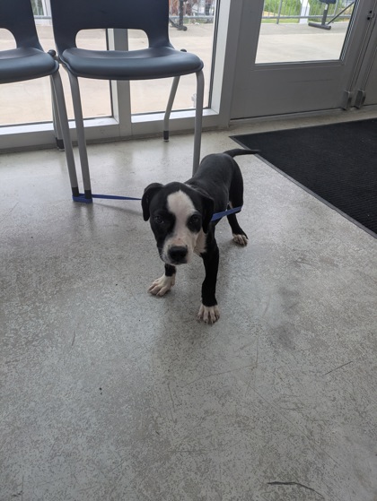 Shelter Stray Female Dog last seen Near & Avondale Haslet, North District, TX, 355 Hillshire Dr, Haslet, TX 76052, USA
