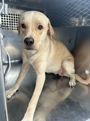 Shelter Stray Female Dog last seen Near Tallman St, Central District, TX, 355 Hillshire Dr, Haslet, TX 76052, USA