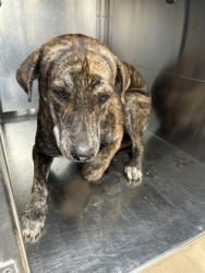 Shelter Stray Female Dog last seen Near Tallman St, Central District, TX, 355 Hillshire Dr, Haslet, TX 76052, USA
