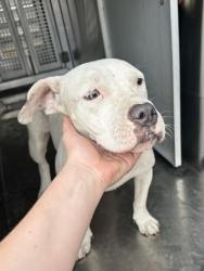 Shelter Stray Female Dog last seen Near BASSWOOD BLVD, North District, TX, 355 Hillshire Dr, Haslet, TX 76052, USA