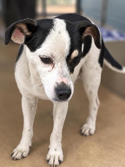Shelter Stray Female Dog last seen G St and 96th Av, Oakland,, 1101 29th Ave, Oakland, CA 94601, USA