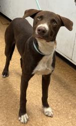 Shelter Stray Male Dog last seen HW-145/ Bonnie Way, Madera County, CA, 205 Tozer St, Madera, CA 93638, USA