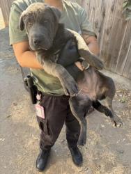 Shelter Stray Female Dog last seen W E St & 3rd St, Biola Zone Fresno CO 1A 93606, CA, 1510 W Dan Ronquillo Dr, Fresno, CA 93706, USA
