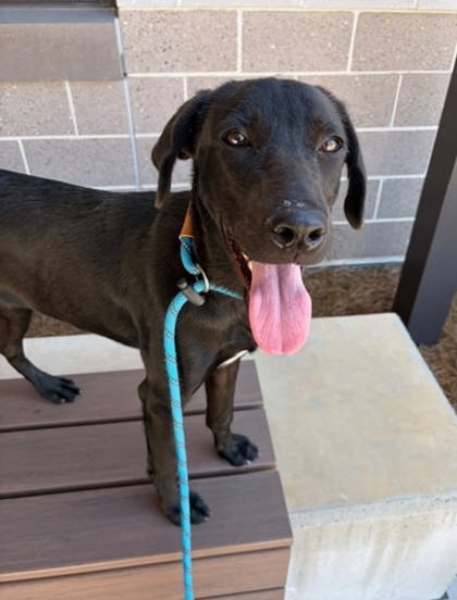 Shelter Stray Female Dog last seen Near HWY 138, Union City, GA, 1251 Fulton Industrial Blvd NW, Atlanta, GA 30336, USA