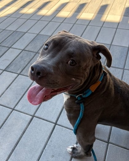 Shelter Stray Male Dog last seen Near rock lake dr, South Fulton, GA, 1251 Fulton Industrial Blvd NW, Atlanta, GA 30336, USA