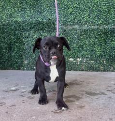 Shelter Stray Female Dog last seen Near Bastille Avenue, CITY of El Paso, TX, 5001 Fred Wilson Ave, El Paso, TX 79906, USA