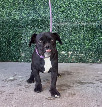 Shelter Stray Female Dog last seen Near Bastille Avenue, CITY of El Paso, TX, 5001 Fred Wilson Ave, El Paso, TX 79906, USA