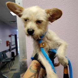 Shelter Stray Male Dog last seen Near Loma Del Rey, CITY of El Paso, TX, 5001 Fred Wilson Ave, El Paso, TX 79906, USA