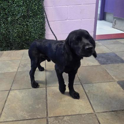 Shelter Stray Male Dog last seen Near Sorbonne Dr, CITY of El Paso, TX, 5001 Fred Wilson Ave, El Paso, TX 79906, USA