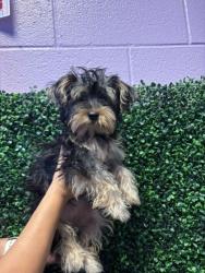 Shelter Stray Female Dog last seen Near Trojan Dr., CITY of El Paso, TX, 5001 Fred Wilson Ave, El Paso, TX 79906, USA