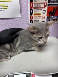 Shelter Stray Male Cat last seen Near GATEWAY WEST BLVD, CITY of El Paso, TX, 5001 Fred Wilson Ave, El Paso, TX 79906, USA