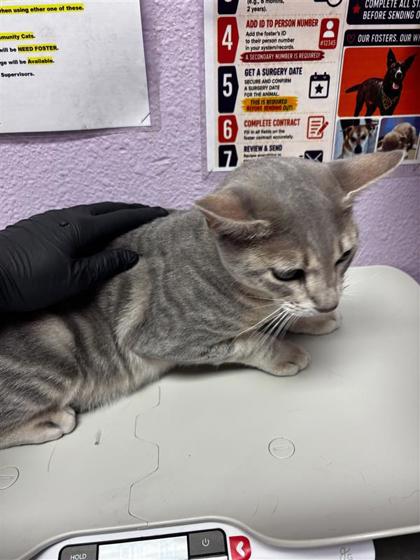 Shelter Stray Male Cat last seen Near GATEWAY WEST BLVD, CITY of El Paso, TX, 5001 Fred Wilson Ave, El Paso, TX 79906, USA