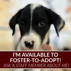 Shelter Stray Female Dog last seen Krenek Tap Rd and Dartmouth St, City of College Station, TX, 5359 Leonard Rd, Bryan, TX 77807, USA
