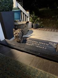 Found/Stray Unknown Cat last seen Adam’s farm park, Greensboro, NC 27407