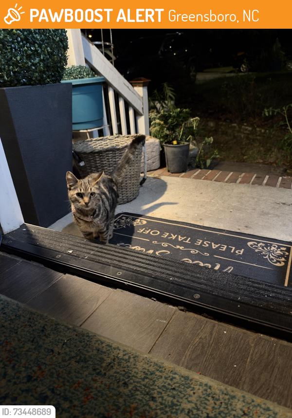 Found/Stray Unknown Cat last seen Adam’s farm park, Greensboro, NC 27407