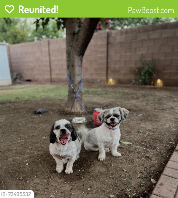 Reunited Male Dog last seen 24th drive north of osborn, Phoenix, AZ 85015