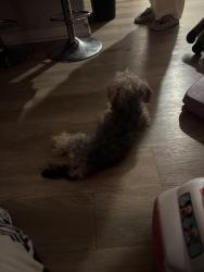 Reunited Female Dog last seen N/A, Norfolk, VA 23510