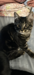 Lost Female Cat last seen Near bringhtwood dr York sc 29745, York, SC 29745