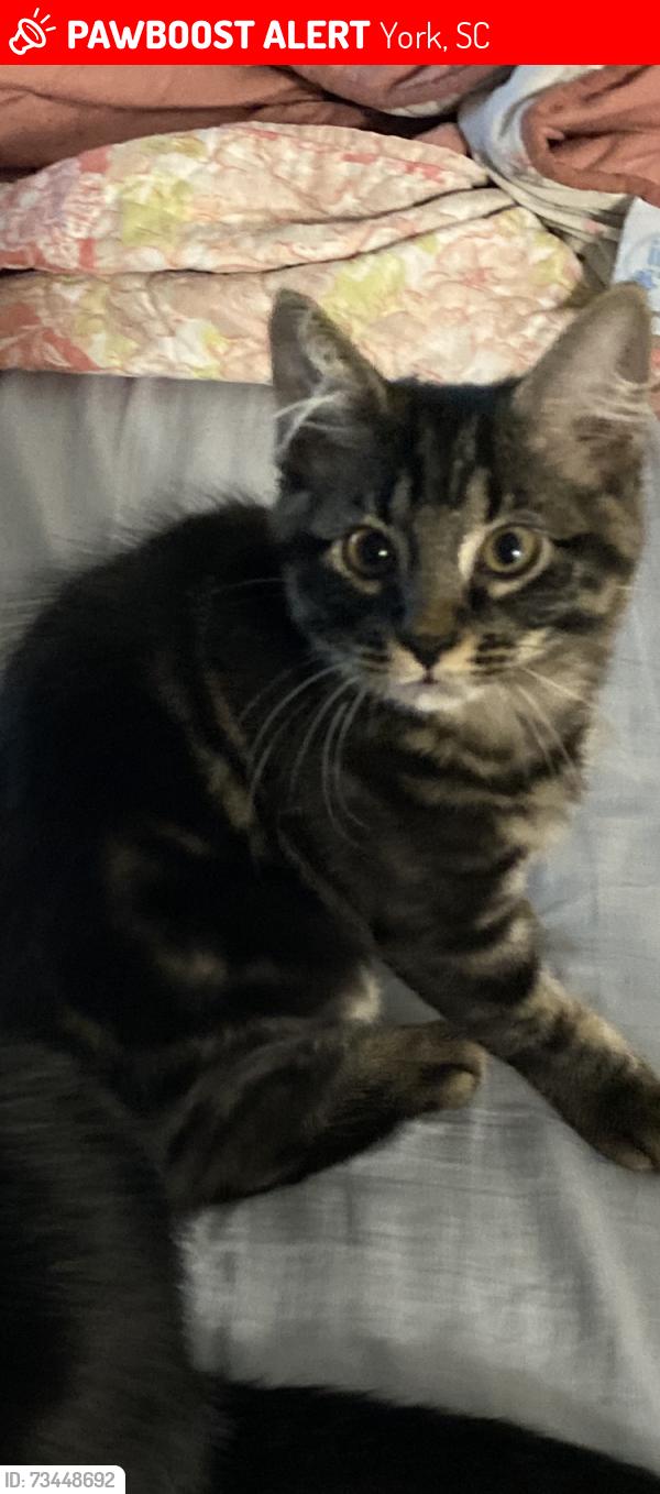 Lost Female Cat last seen Near bringhtwood dr York sc 29745, York, SC 29745