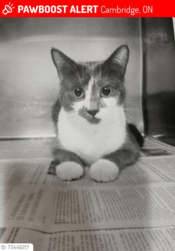 Found/Stray Male Cat last seen Water St., Galt cambridge, Cambridge, ON 