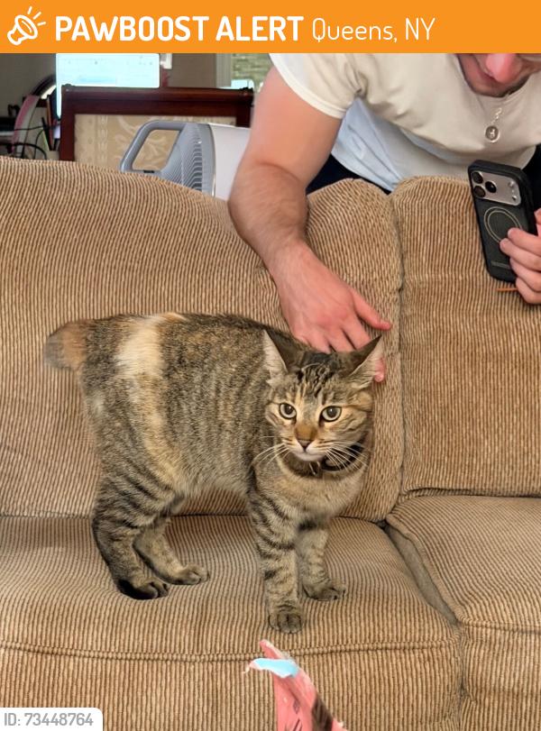 Found/Stray Unknown Cat last seen Maspeth, Queens, NY 11378