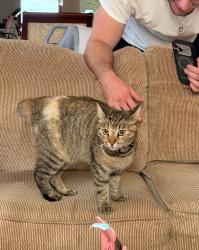 Found/Stray Unknown Cat last seen Maspeth, Queens, NY 11378