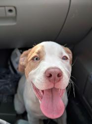 Found/Stray Female Dog last seen Near downtown/Scales St., Reidsville, NC 27320