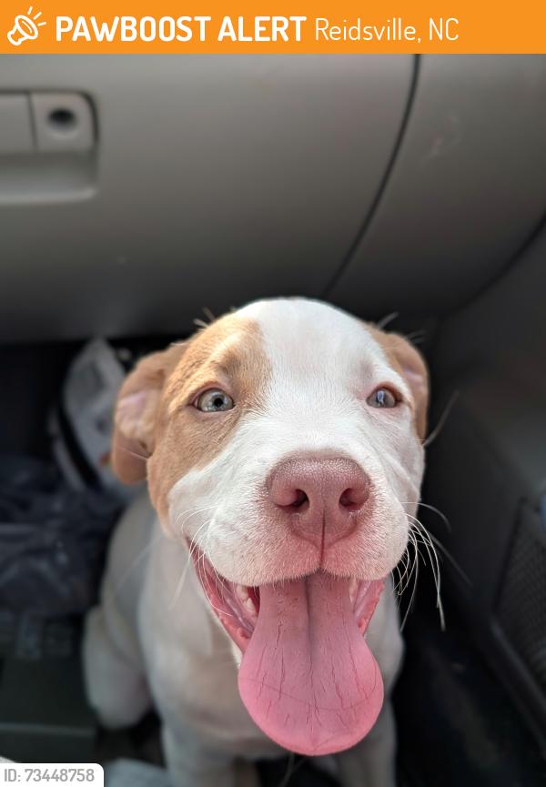 Found/Stray Female Dog last seen Near downtown/Scales St., Reidsville, NC 27320