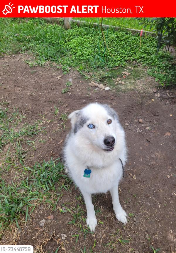Lost Male Dog last seen Near Beamer Rd, Friendswood, TX 77546, Houston, TX 77089
