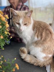 Reunited Unknown Cat last seen Farmer clem’s on hammonds plains rd, he is staying with them and has been there for a week., Hammonds Plains, NS 