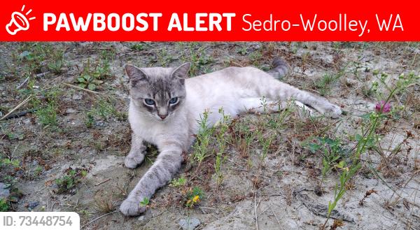 Lost Male Cat last seen S 3rd St, Sedro-Woolley, WA 98284
