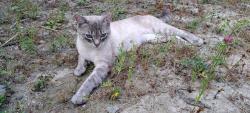 Lost Male Cat last seen S 3rd St, Sedro-Woolley, WA 98284