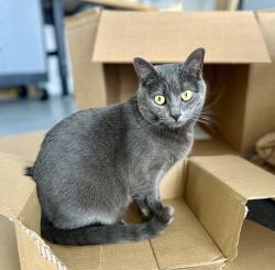Lost Female Cat last seen Near W CALIFORNIA AVE, Mill Valley, CA 94941