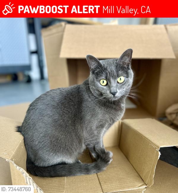 Lost Female Cat last seen Near W CALIFORNIA AVE, Mill Valley, CA 94941