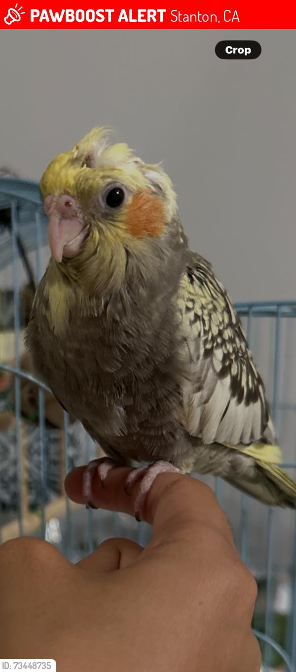 Lost Female Bird last seen Katella and Knott -cypress Stanton area, Stanton, CA 90680