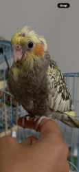 Lost Female Bird last seen Katella and Knott -cypress Stanton area, Stanton, CA 90680