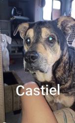 Reunited Male Dog last seen Silverlake Road, Fountain, Fl 32438, Fountain, FL 32438