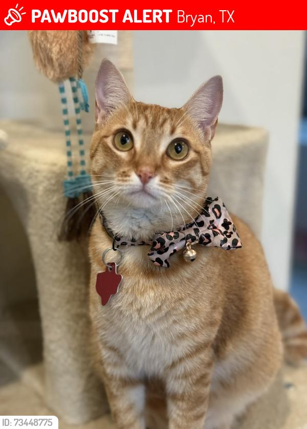 Lost Female Cat last seen Traditions Neighborhood, Bryan, TX 77807