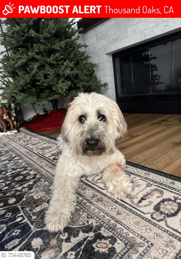 Lost Female Dog last seen Greenmeadow and Capitan, Thousand Oaks, CA 91320