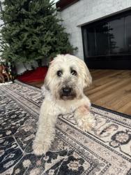 Lost Female Dog last seen Greenmeadow and Capitan, Thousand Oaks, CA 91320