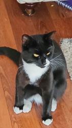 Reunited Male Cat last seen B14 7RR, King's Heath, England B14 7RR