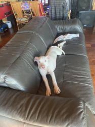 Reunited Female Dog last seen West lilac road, Bonsall, CA 92003