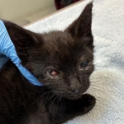 Shelter Stray Female Cat last seen NE 162nd Ave/ E Burnside St, PORTLAND, OR, 97230, 1700 W Historic Columbia River Hwy, Troutdale, OR 97060, USA