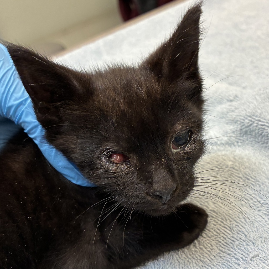 Shelter Stray Female Cat last seen NE 162nd Ave/ E Burnside St, PORTLAND, OR, 97230, 1700 W Historic Columbia River Hwy, Troutdale, OR 97060, USA
