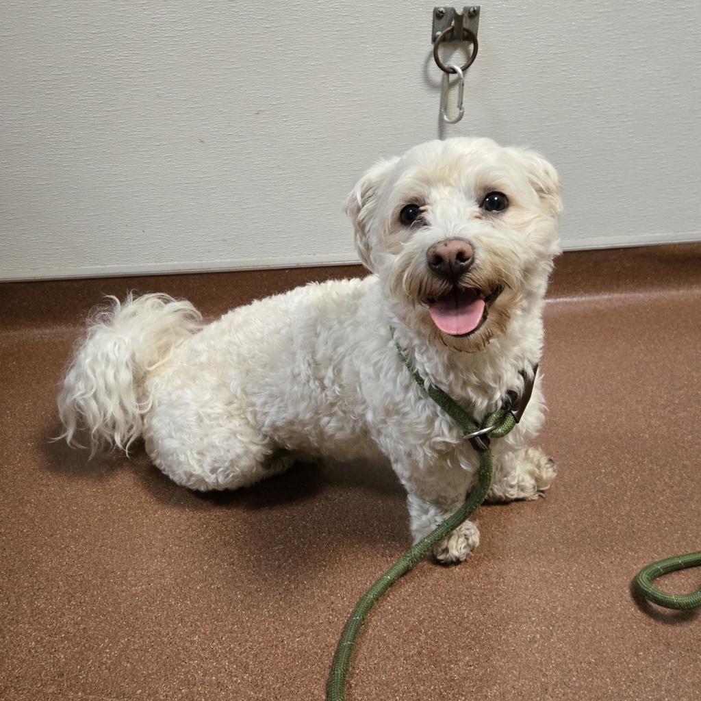 Shelter Stray Male Dog last seen Near Pearson Avenue, SAN LEANDRO, CA, 94577, 8323 Baldwin St, Oakland, CA 94621, USA