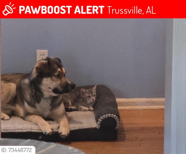 Lost Male Dog last seen Near s chalkville RD Trussville, Trussville, AL 35173