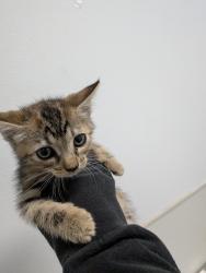Shelter Stray Female Cat last seen Near Oceanview Boulevard, San Diego, CA, 92113, 5500 Gaines St, San Diego, CA 92110, USA