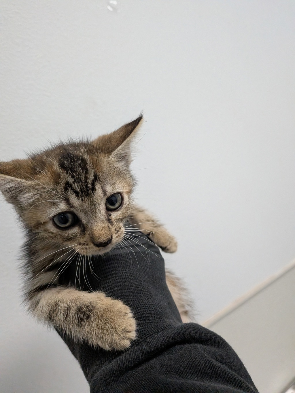 Shelter Stray Female Cat last seen Near Oceanview Boulevard, San Diego, CA, 92113, 5500 Gaines St, San Diego, CA 92110, USA