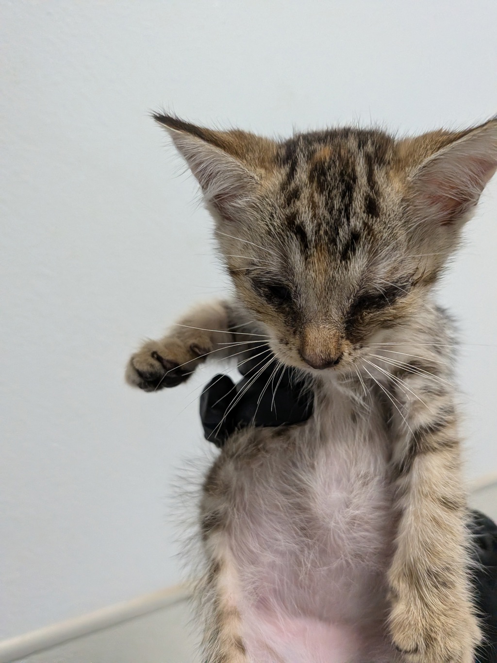 Shelter Stray Female Cat last seen Near Oceanview Boulevard, San Diego, CA, 92113, 5500 Gaines St, San Diego, CA 92110, USA
